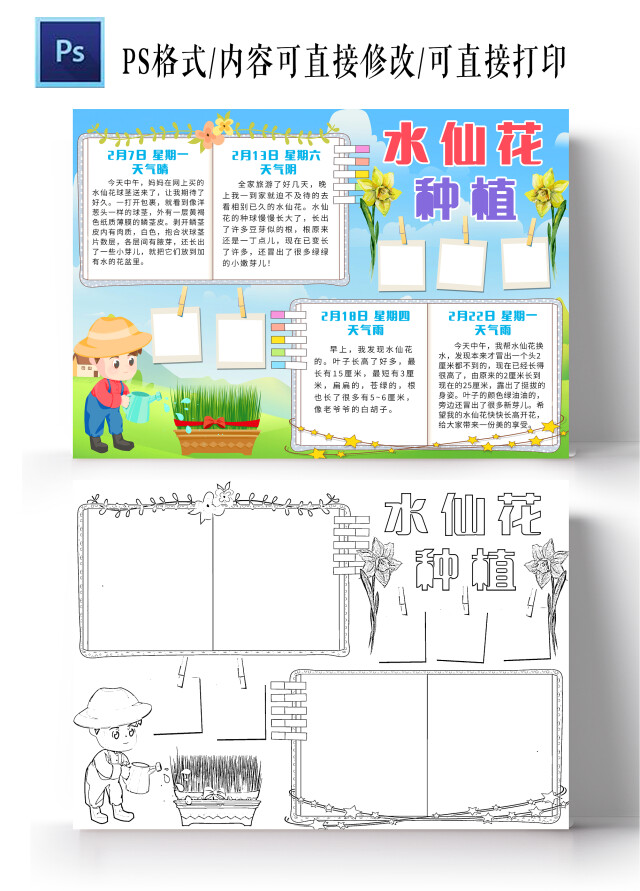 蓝色卡通水仙花种植小报手抄报小学生手抄报